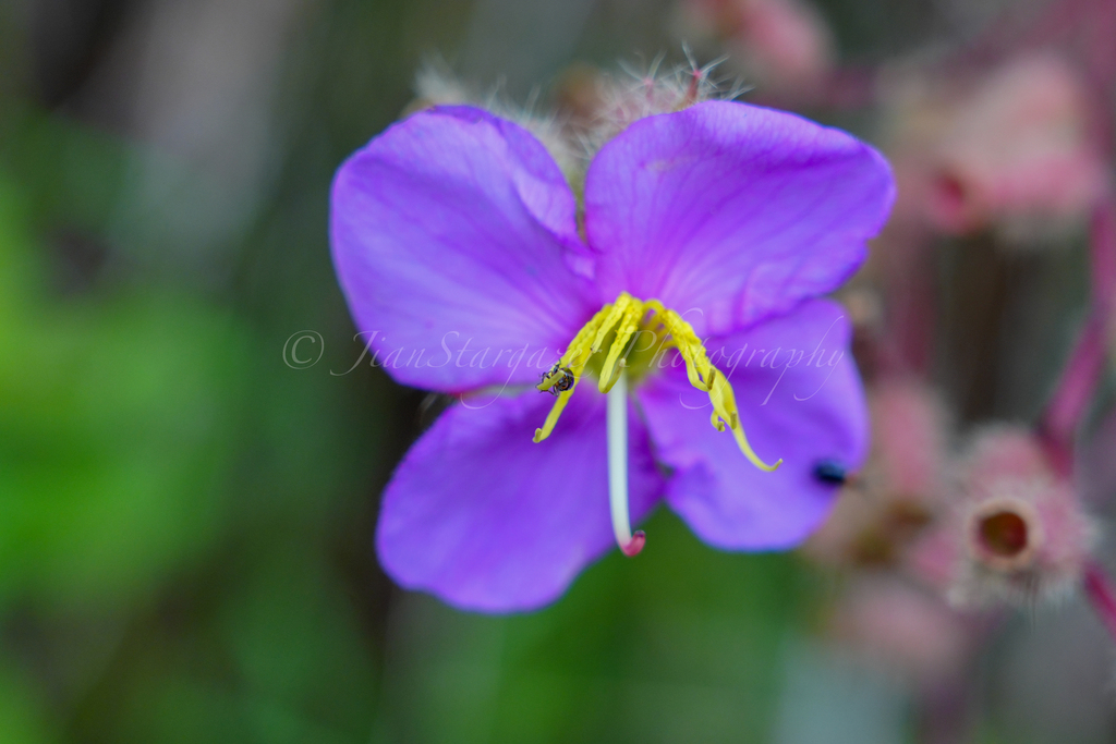 Osbeckia stellata (Osbeckia stellata)