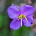 Osbeckia stellata - Photo (c) Jianstargazer, algunos derechos reservados (CC BY-NC), subido por Jianstargazer