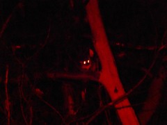 Pseudocheirus peregrinus