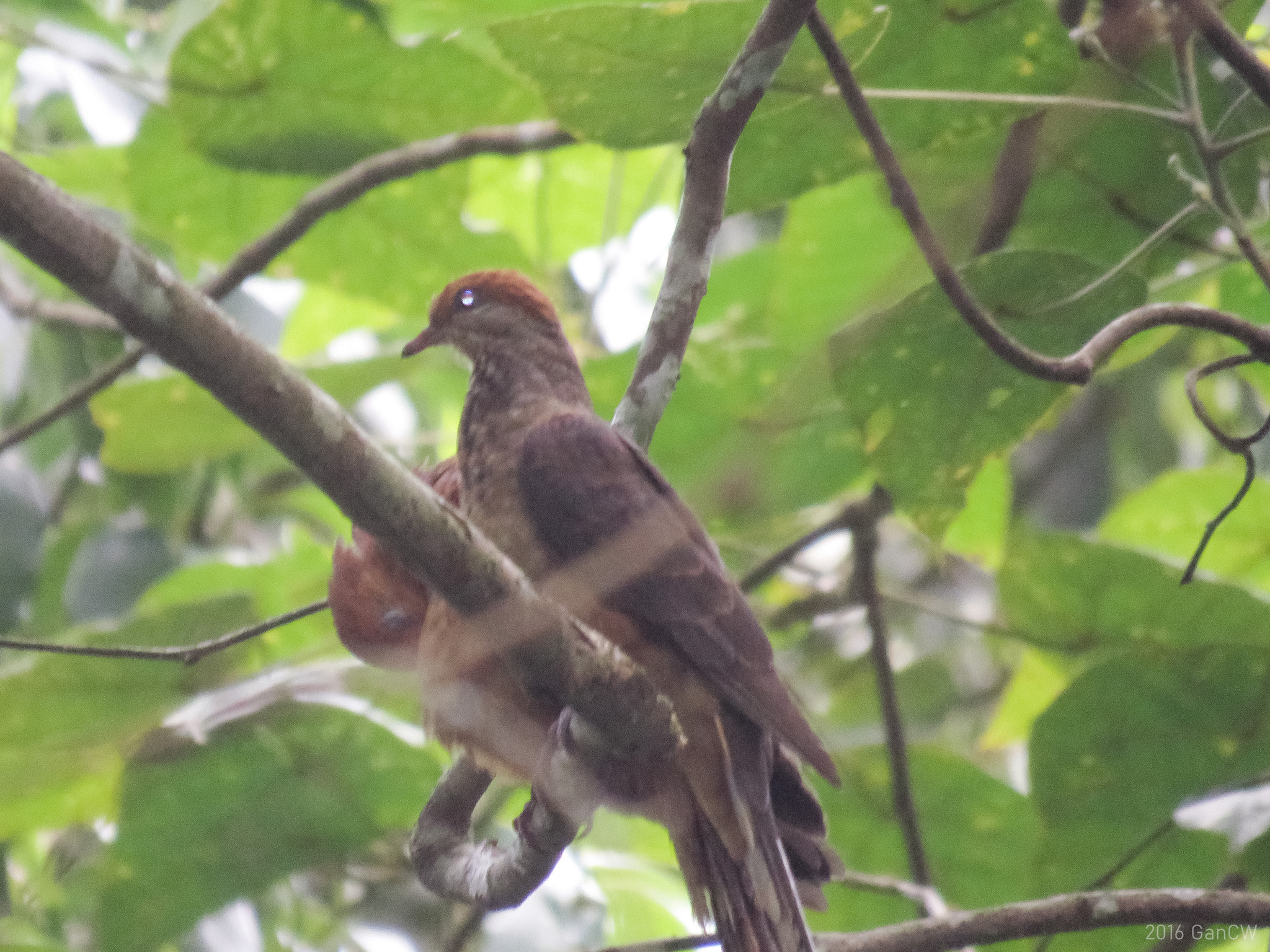 Little Cuckoo-Dove