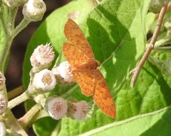 Emesis vulpina