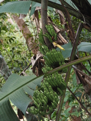 Musa acuminata: Herkunft und Verwendung — Foto 3