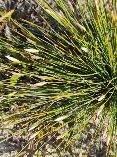 Image of Johnsonia pubescens by (c) Belinda Forbes, some rights reserved (CC BY)