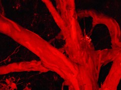 Pseudocheirus peregrinus