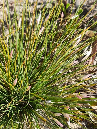 Image of Johnsonia pubescens by (c) Belinda Forbes, some rights reserved (CC BY)