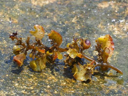 Sargassum cristaefolium observed 2023-06-06