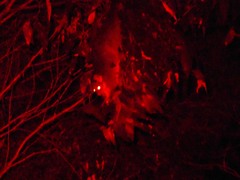 Pseudocheirus peregrinus