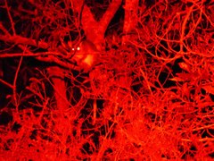 Pseudocheirus peregrinus