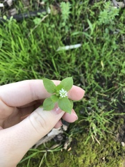 Stellaria media