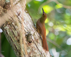 Dendrocolaptes sanctithomae