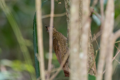 Dendrocolaptes sanctithomae