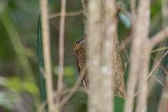 Dendrocolaptes sanctithomae