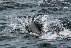 Delphinus