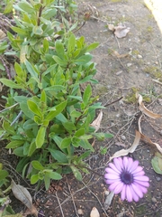 Magnoliopsida