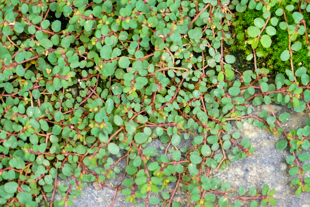 Euphorbia makinoi from 汉仙岩风景名胜区, 赣州市, 江西省, CN on September 3, 2023 at ...