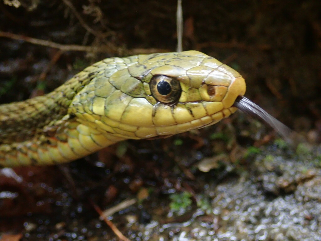 Rhabdophis tigrinus tigrinus from 日本、〒9218143 石川県金沢市大額町 on April 18