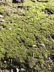 Bryophyta