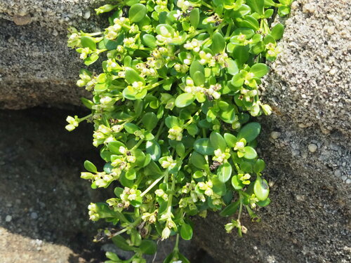 Leptopetalum strigulosum, photograph 3