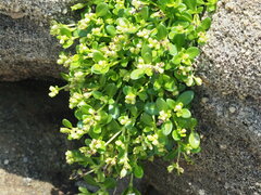 Leptopetalum strigulosum, photograph 葉子, CC0, iNaturalist via GBIF