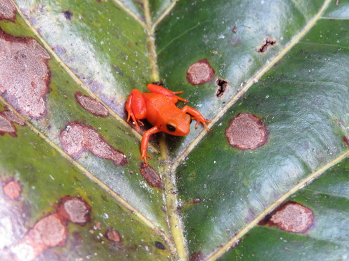 Mantella aurantiaca