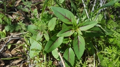 Clarkia unguiculata