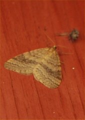 Operophtera bruceata