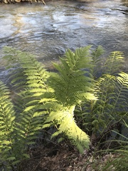 Woodwardia fimbriata