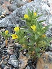 Mohavea breviflora