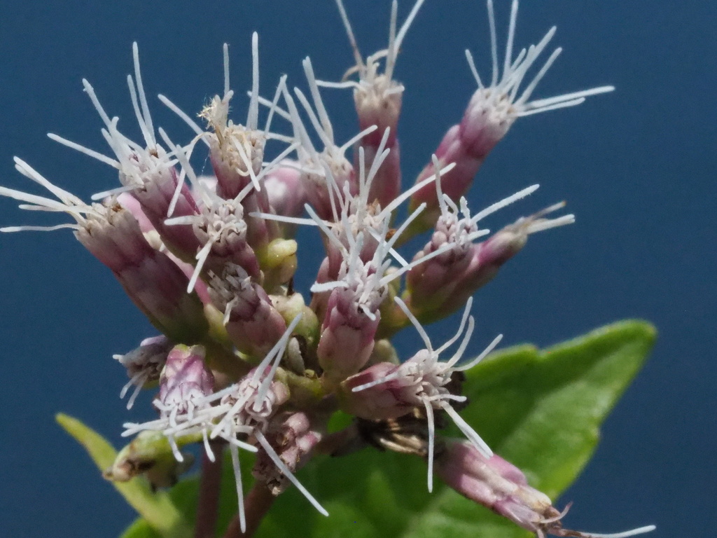 Eupatorium kiirunense