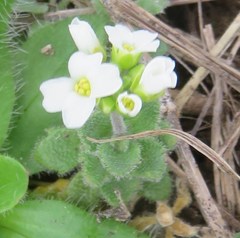 Tomostima cuneifolia