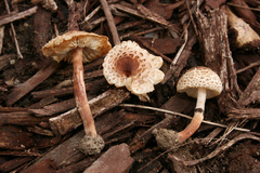 Lepiota lilacea