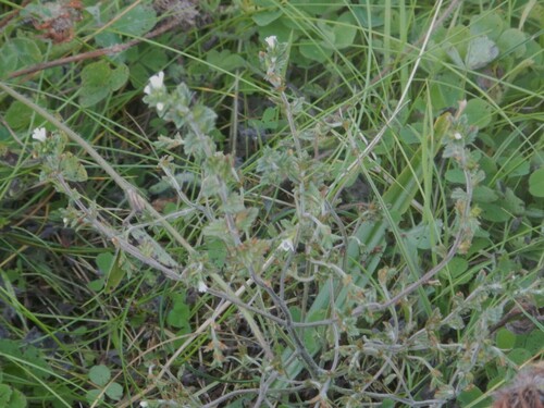 Euphrasia confusa, photograph 2