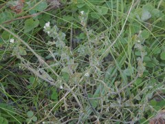 author not stated, no rights reserved Euphrasia confusa, photograph author not stated, no rights reserved
