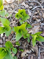 Vinca major