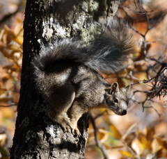 Sciurus oculatus