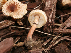 Lepiota lilacea