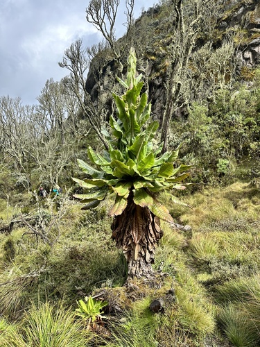 Dendrosenecio adnivalis