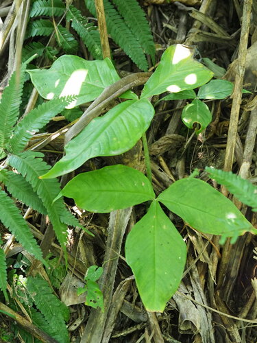 Image of Arisaema ringens by no rights reserved