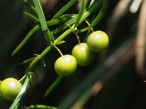 Image of Chinese asparagus by no rights reserved