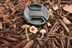 Lepiota lilacea