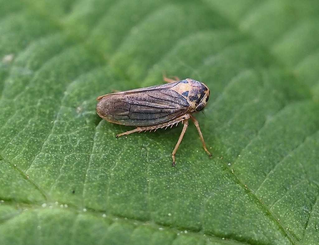 Macropsis scotti