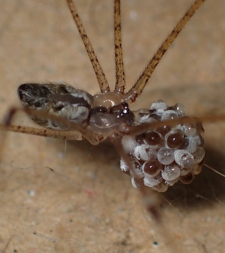 Tailed Cellar Spider