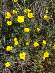 Eschscholzia ramosa
