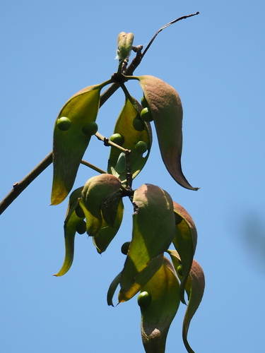 Firmiana simplex