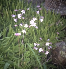 Triteleia clementina