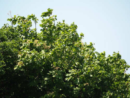 Firmiana simplex