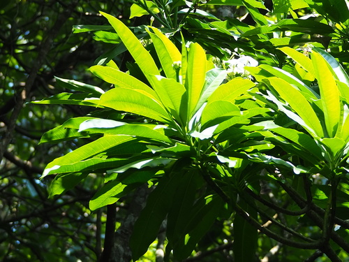 Cerbera manghas