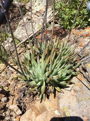Dudleya virens virens