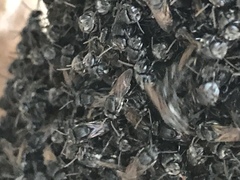 Scaptotrigona mexicana