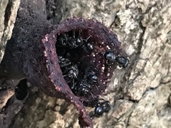 Scaptotrigona mexicana